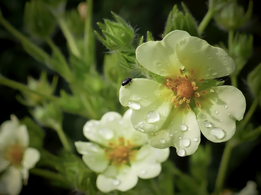 a close up of a flower with water droplets on it