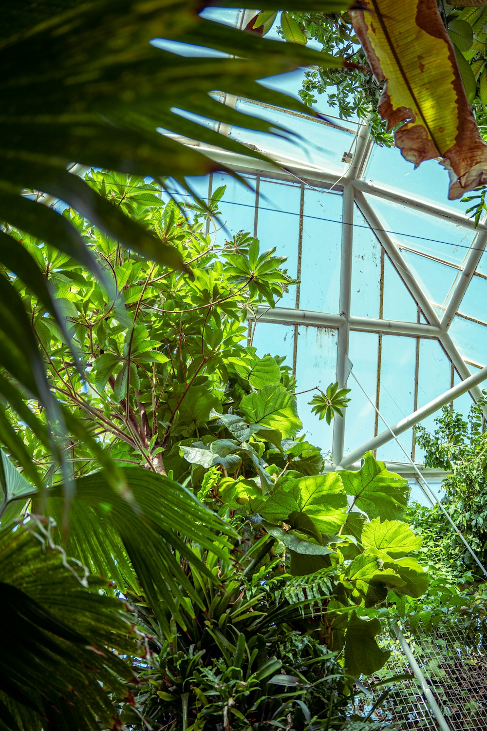 the inside of a greenhouse filled with lots of plants