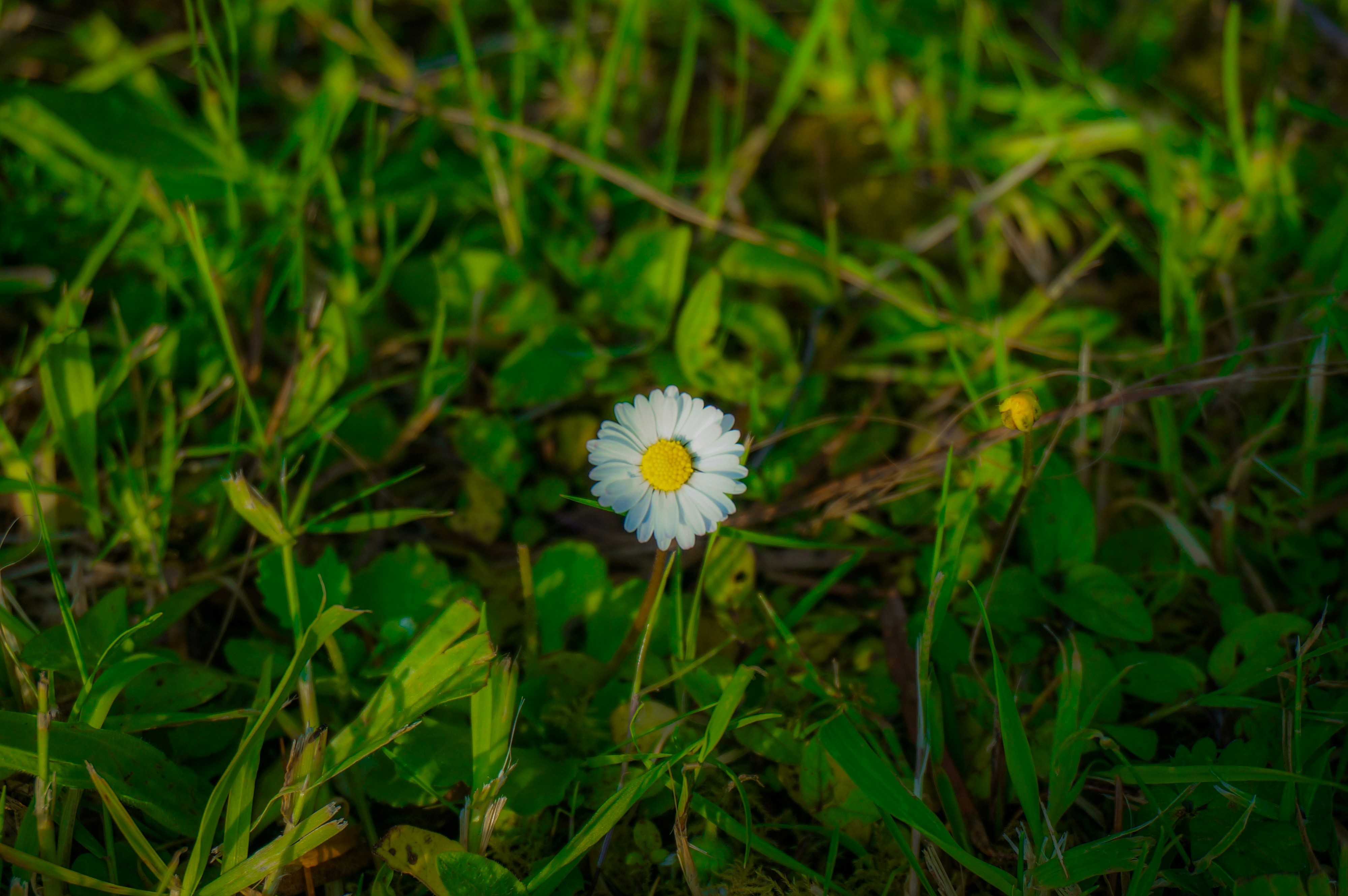Photo by jed_smith