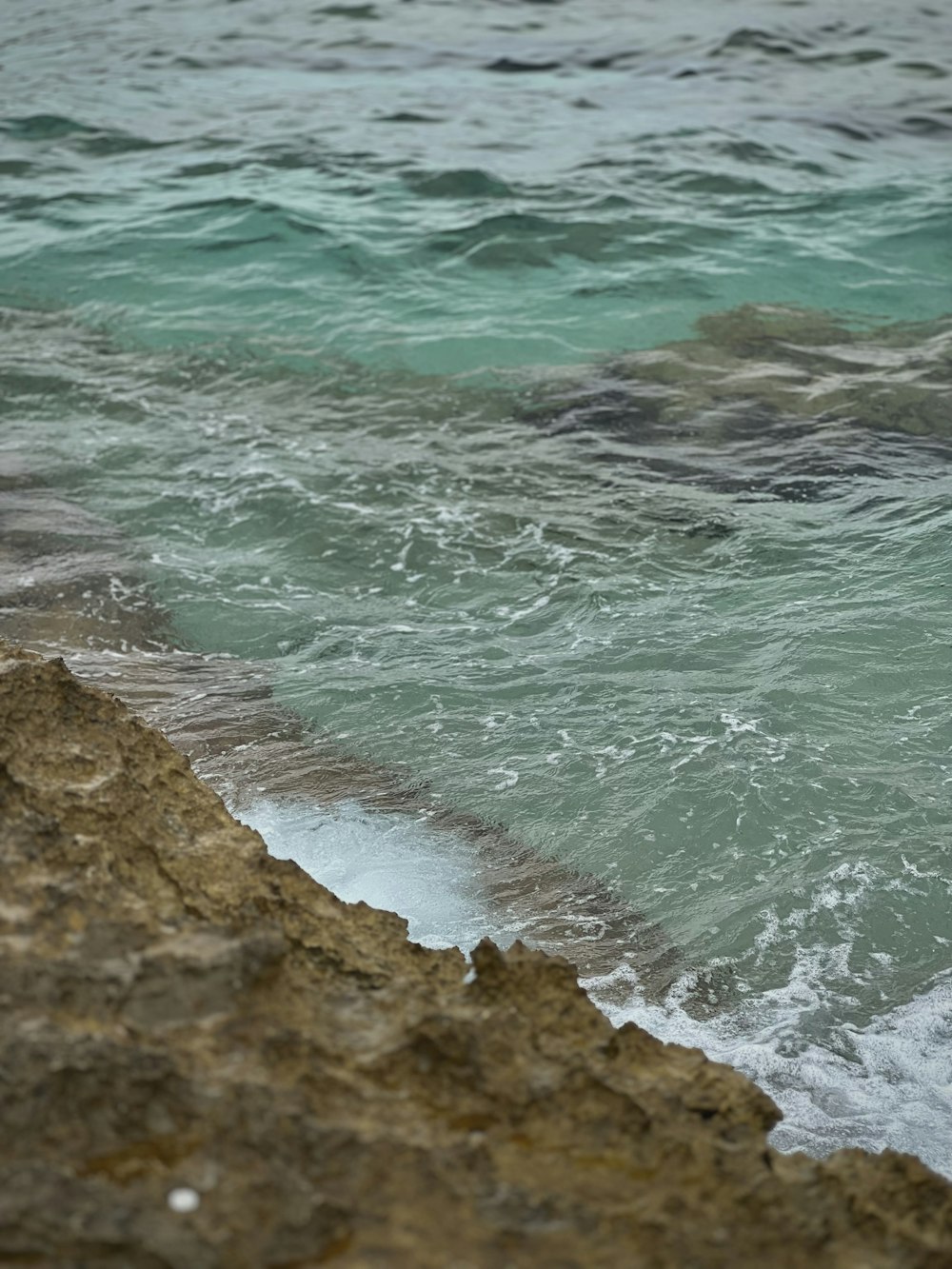 a bird sitting on a rock near the ocean