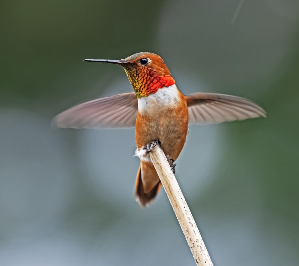 a hummingbird perches on a twig