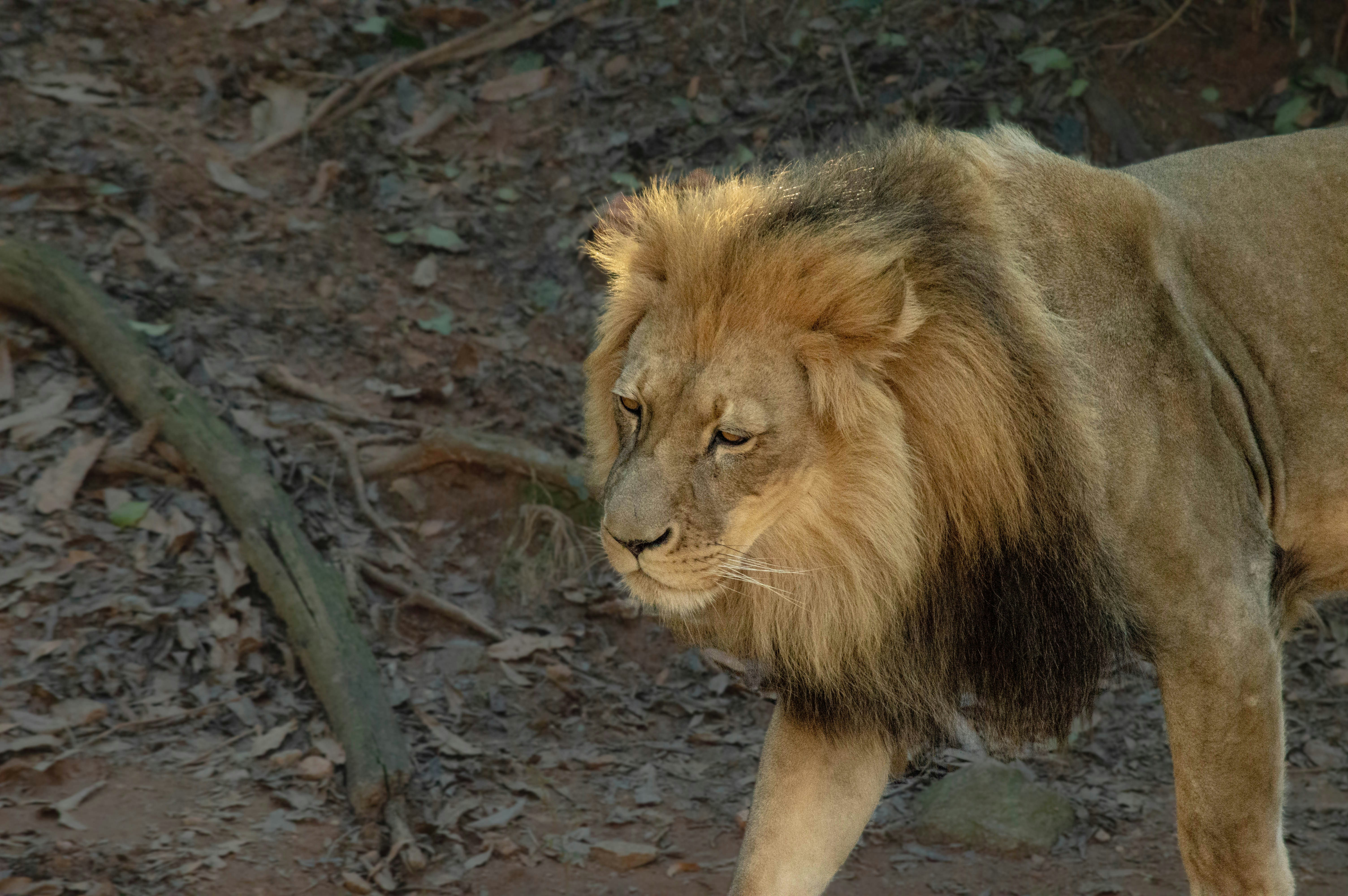 The American Lion: Panthera atrox (image credits: unsplash)