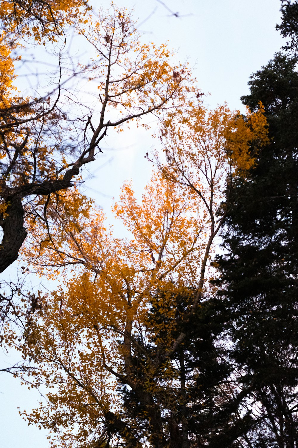 a group of trees with yellow leaves on them