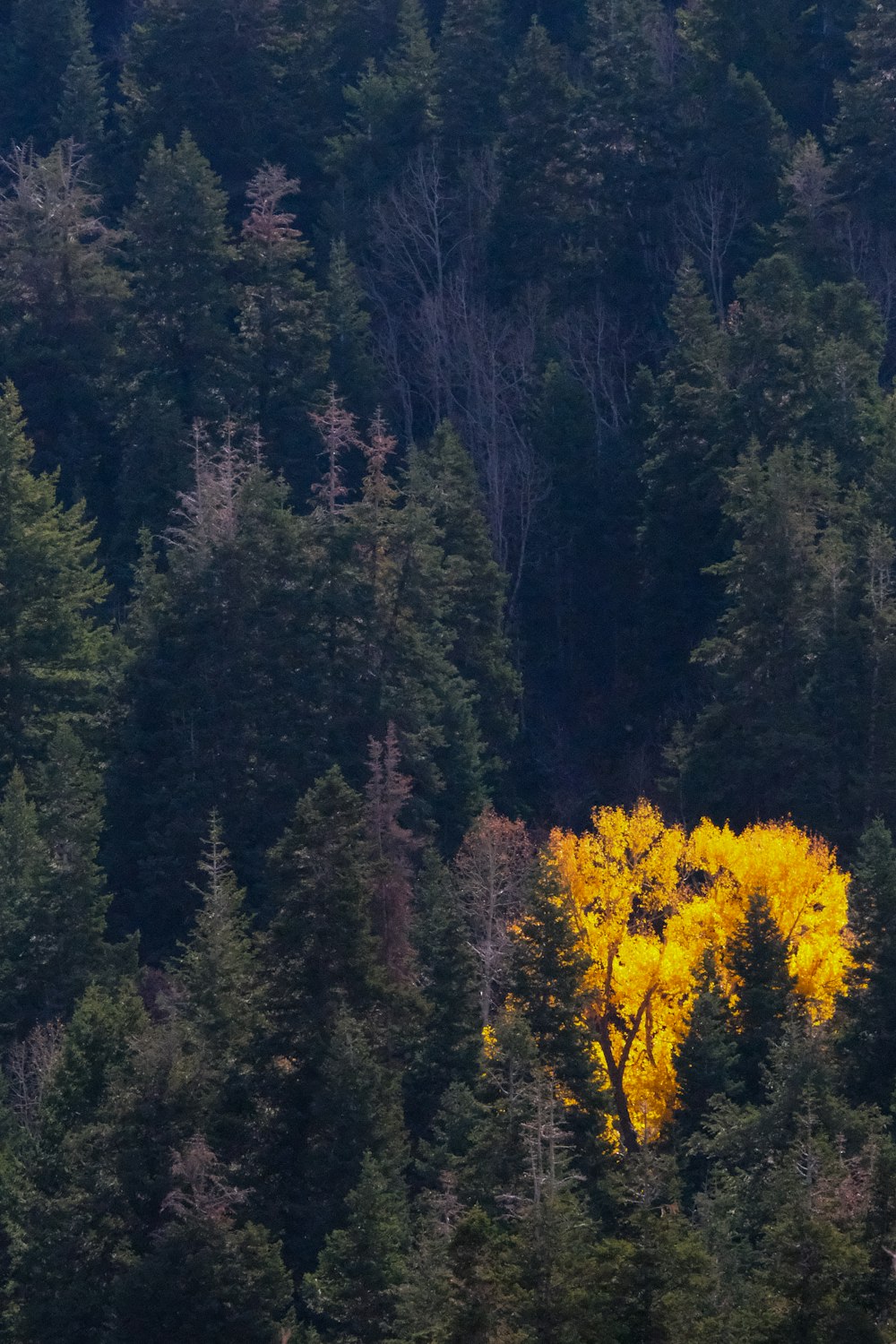 숲 한가운데에 있는 노란 나무