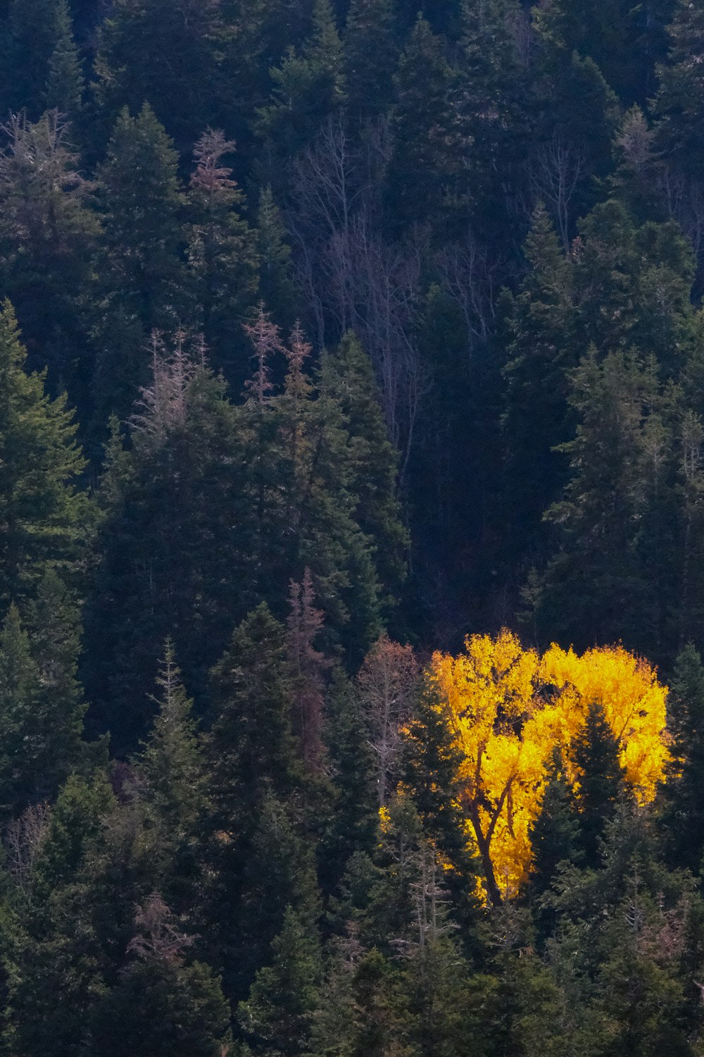 a yellow tree in the middle of a forest