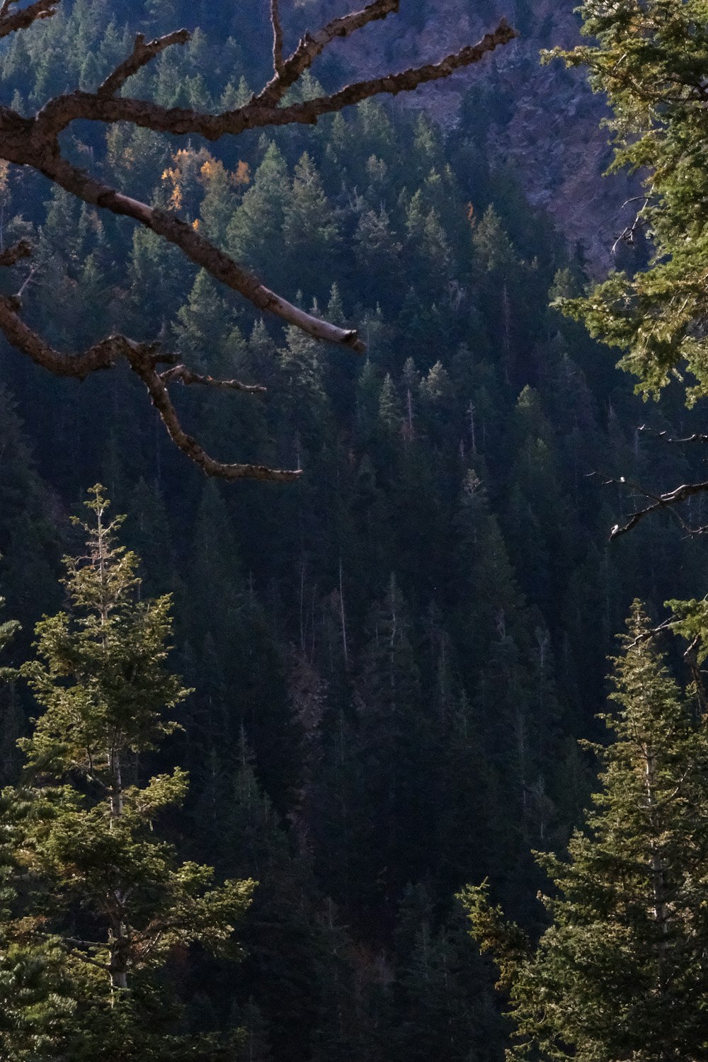 a forest filled with lots of tall trees