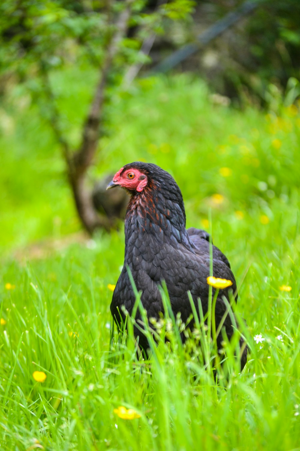 a black chicken standing in a field of green grass