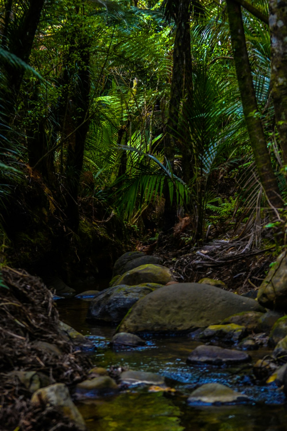 a stream running through a lush green forest