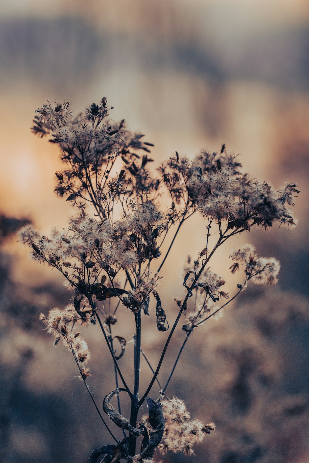 a close up of a flower in a vase