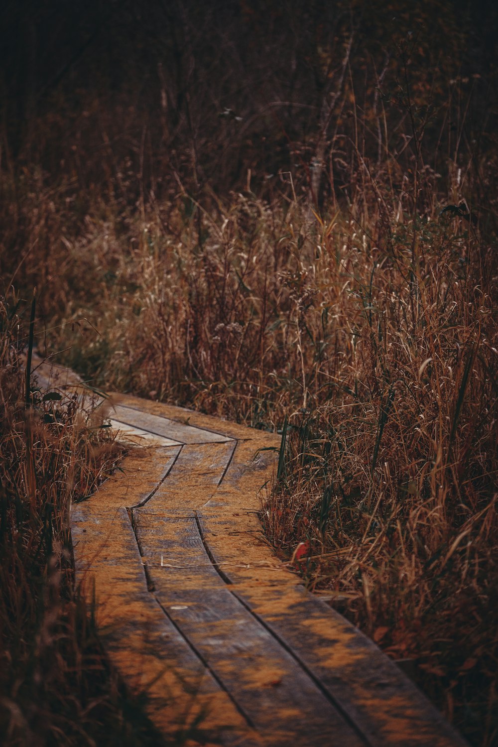 a wooden path in the middle of a field