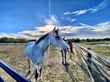 Two horses stand in a fenced paddock under a vibrant, partly cloudy sky. The foreground features a speckled gray horse gazing to the side, while a brown horse stands slightly behind. The setting is serene, with trees lining the horizon and shadows stretching across the ground.