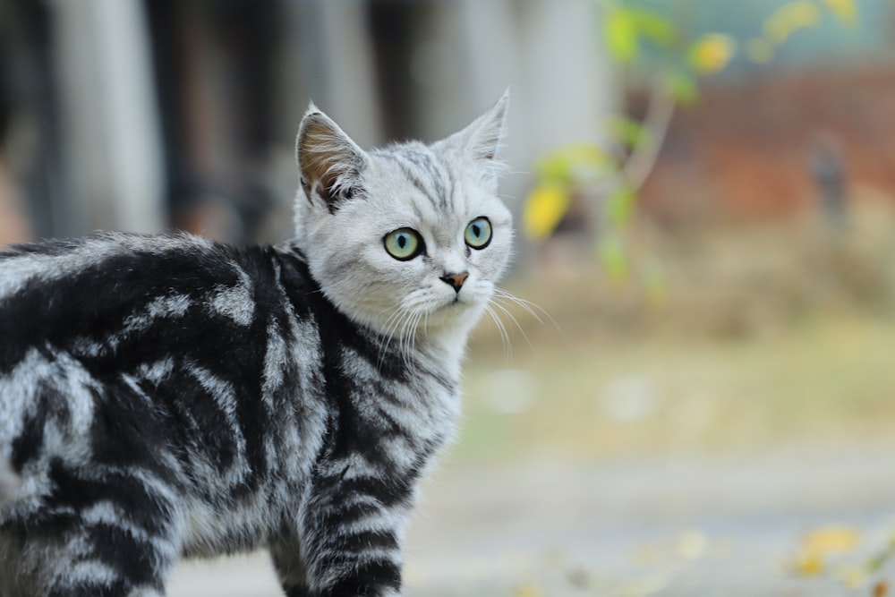 a gray and black cat with green eyes