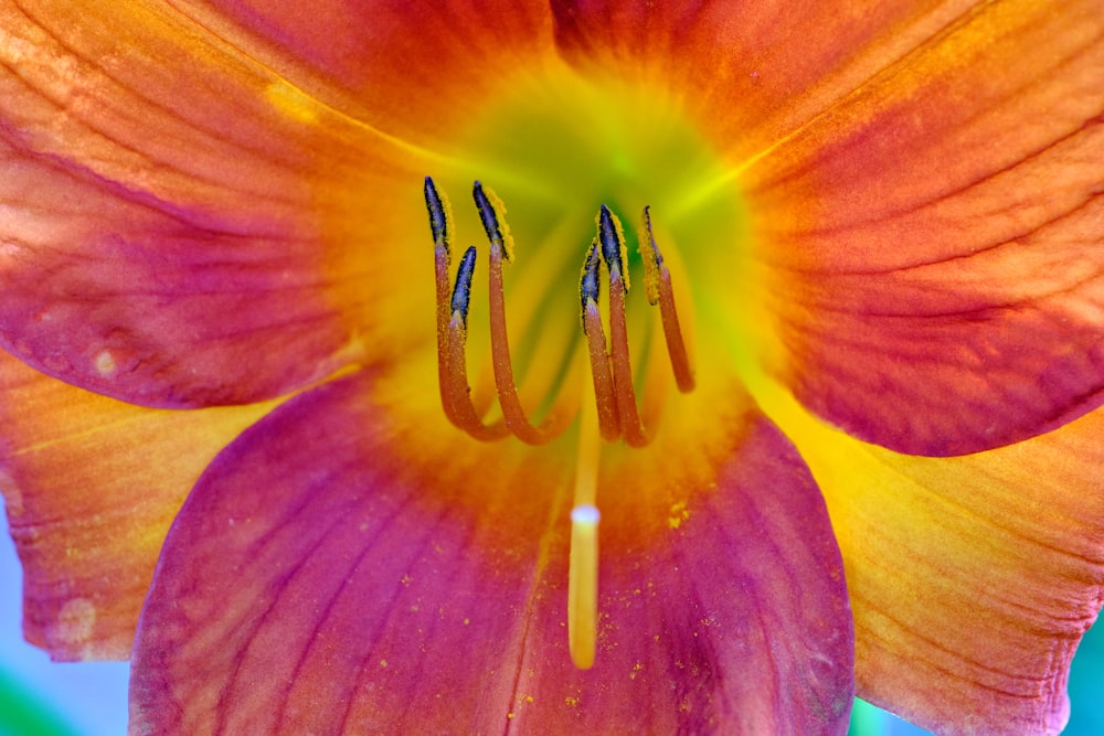 a close up of a flower with a blue background