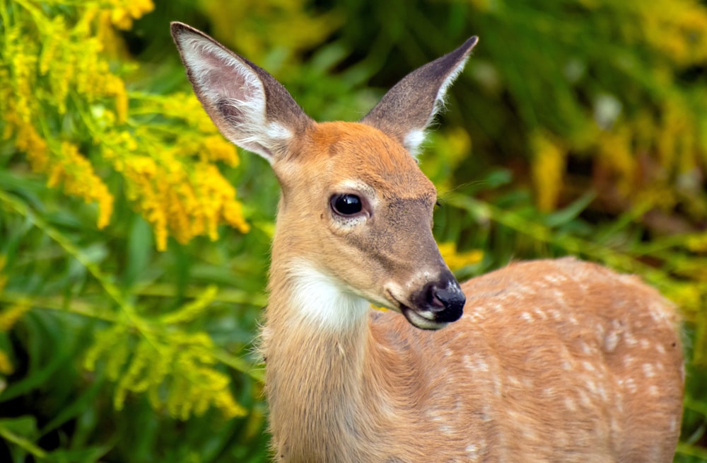 a small deer standing in front of a bush