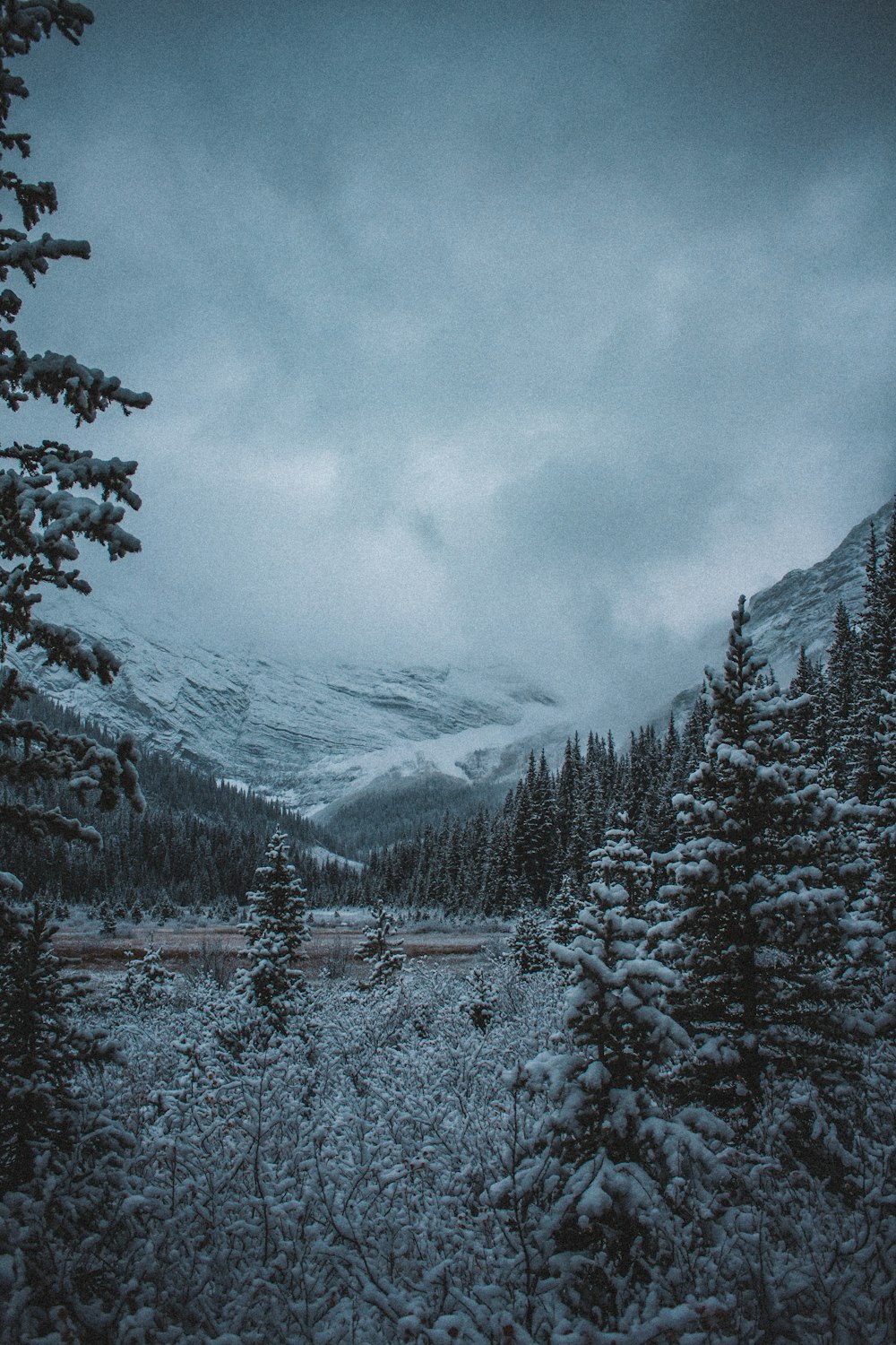 a snow covered forest with a mountain in the background