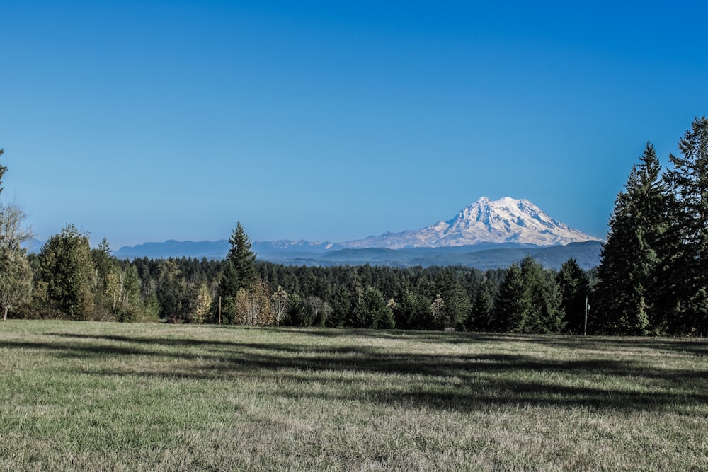 a field with trees and a mountain in the background