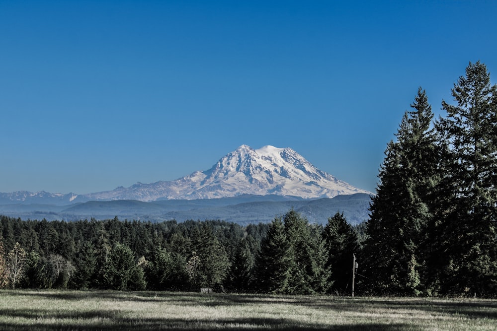 a snow covered mountain towering over a forest