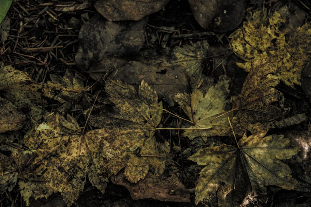 a close up of a leaf on the ground