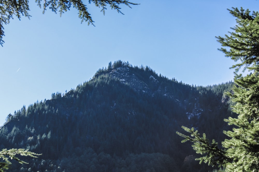 a tall mountain with a forest below it