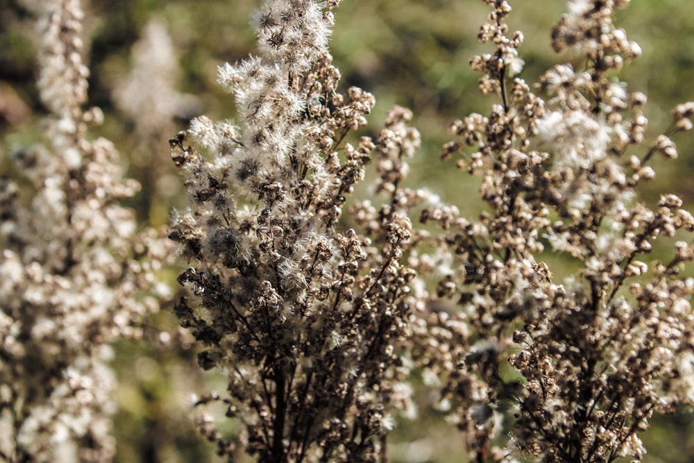 a close up of a bunch of flowers in a field