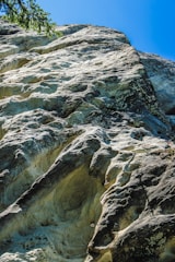 a rock face with a tree growing out of it