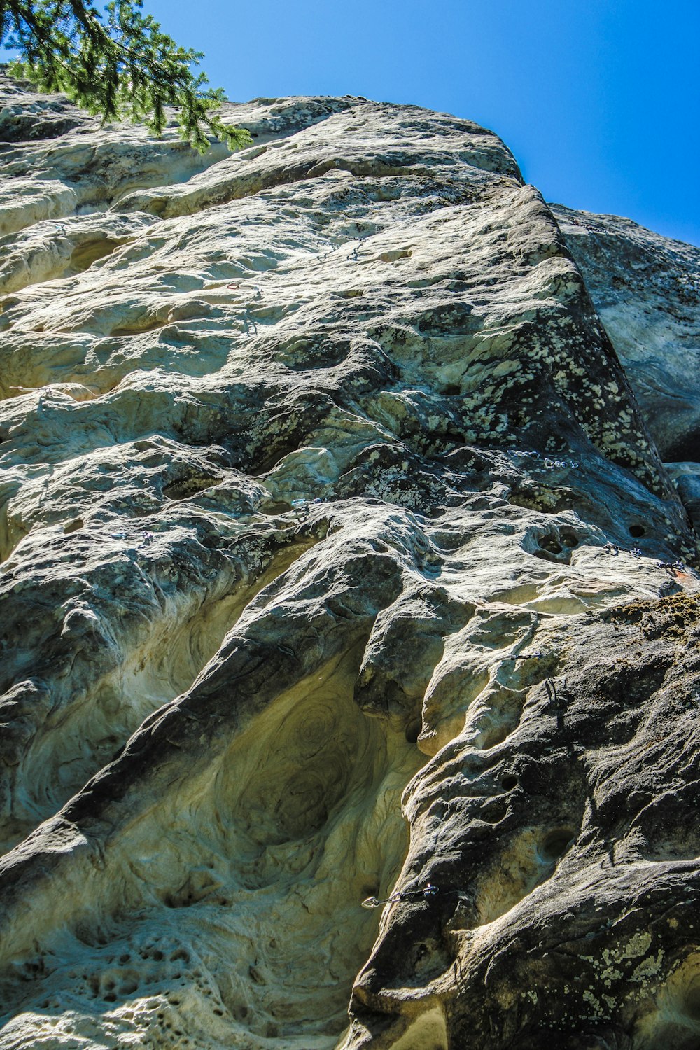 a rock face with a tree growing out of it