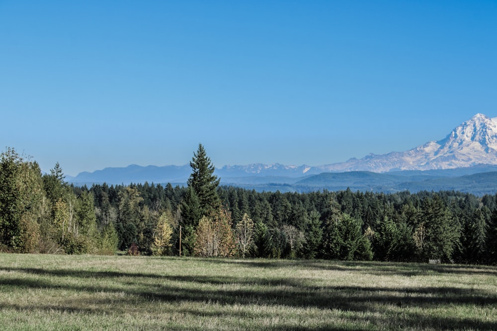 a field with trees and mountains in the background