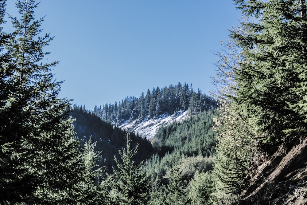 a mountain covered in snow surrounded by trees