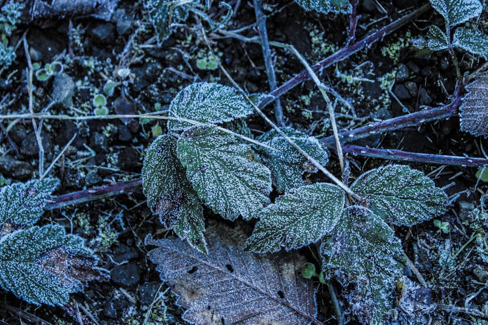 a leaf covered in frost sitting on the ground