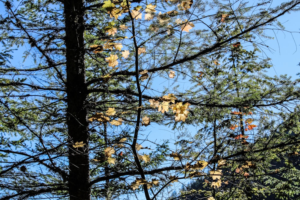 a clock on a pole in front of a tree