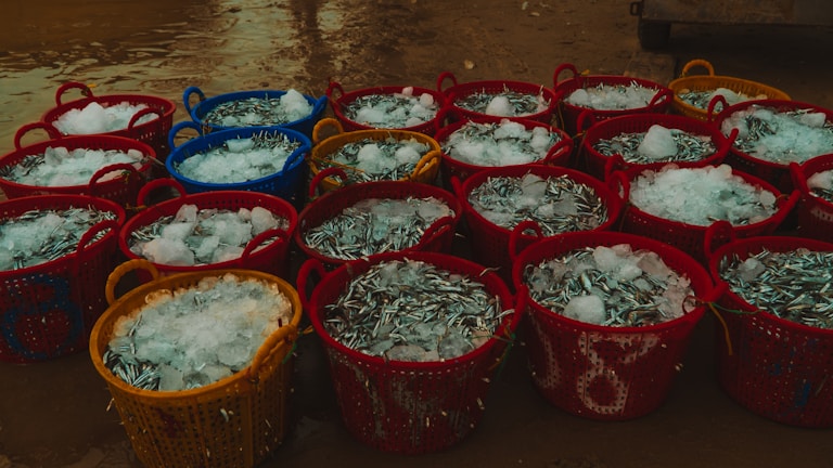 Fishermen unloading a vibrant haul of fresh fish at dawn.