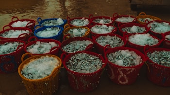 Several colorful baskets filled with freshly caught fish, topped with ice, are arranged on a wet surface. The baskets are primarily red, blue, and yellow, creating a vibrant display.