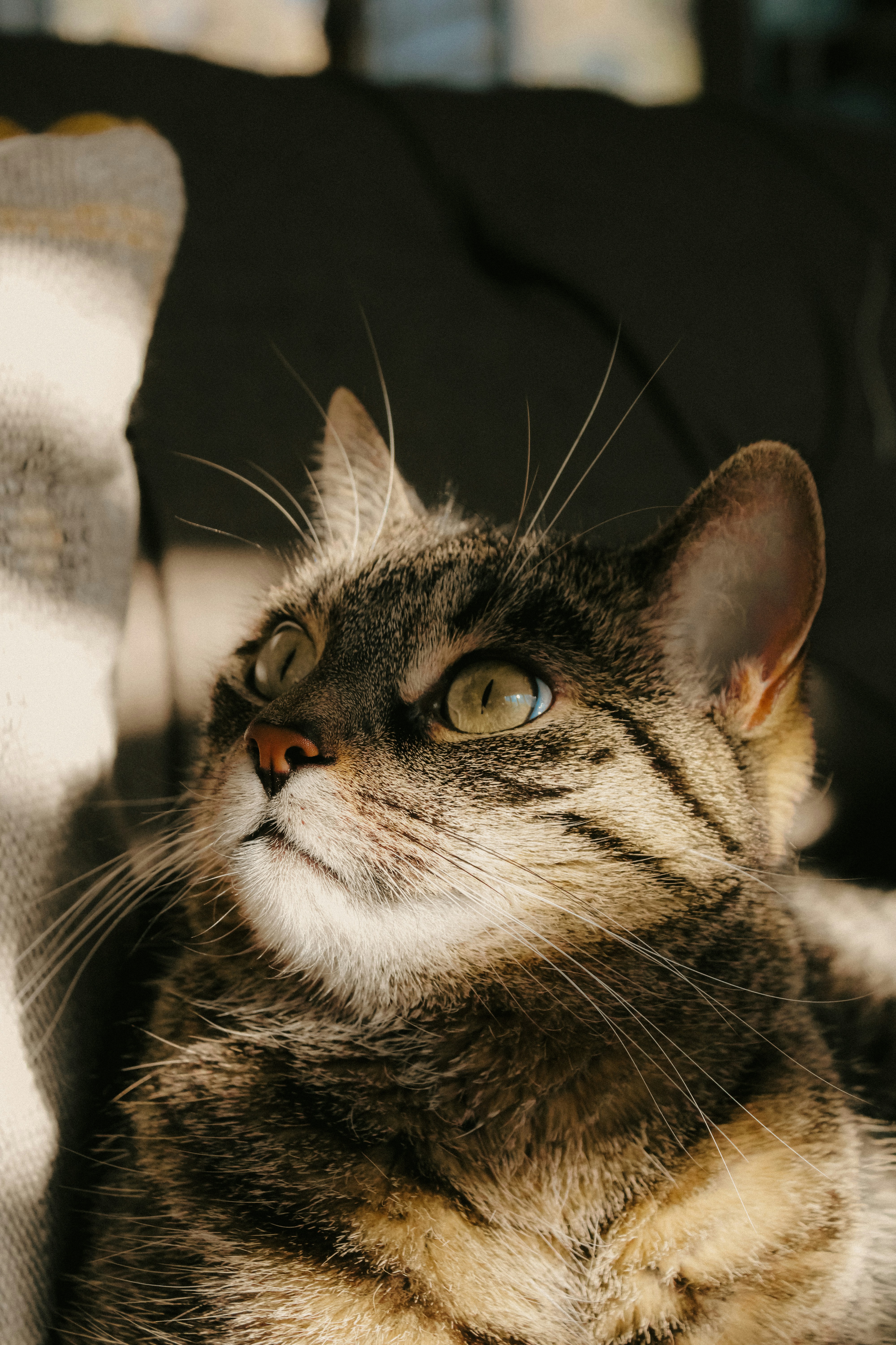 Photo by linusbelanger