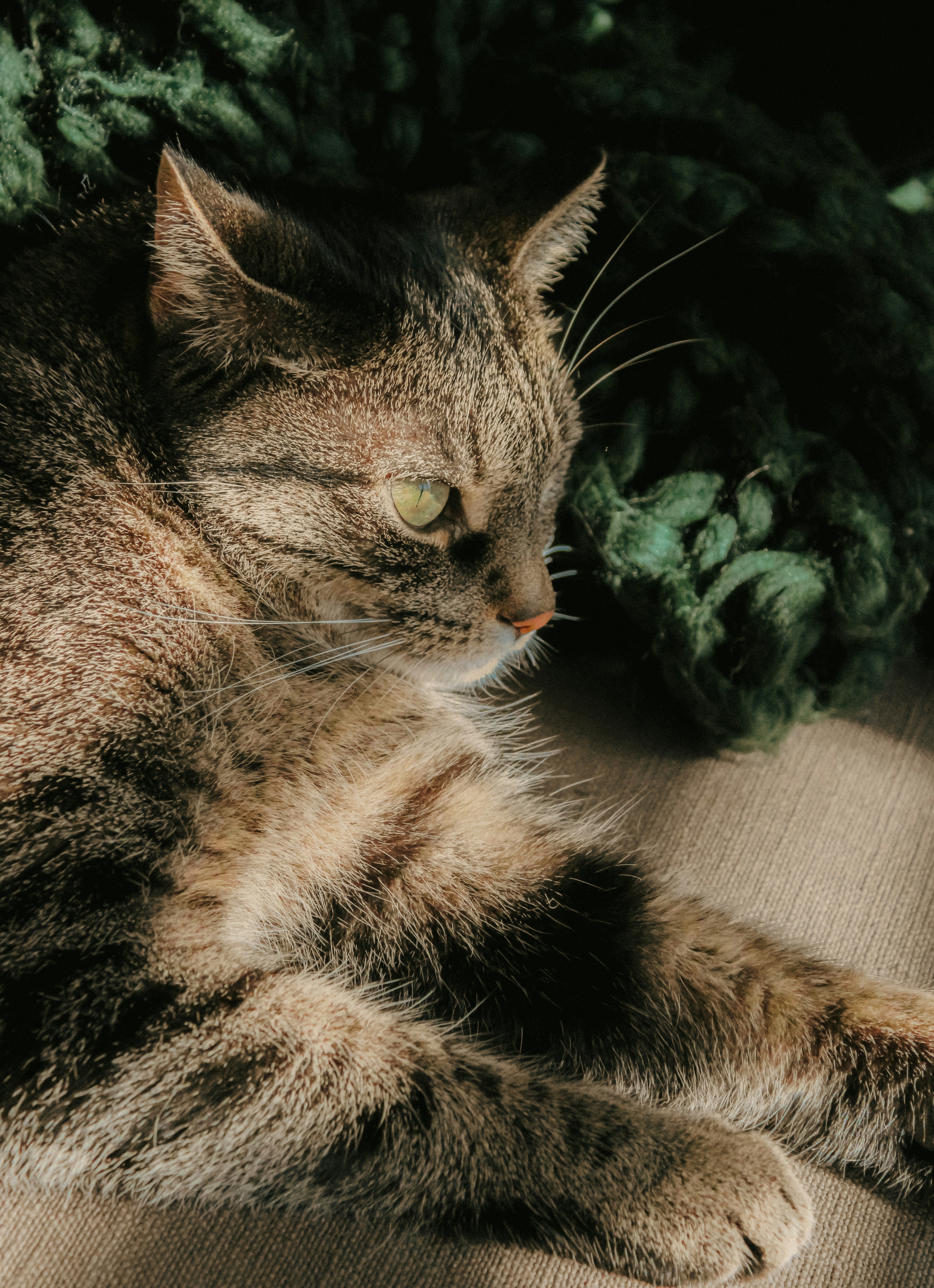 Photo by linusbelanger