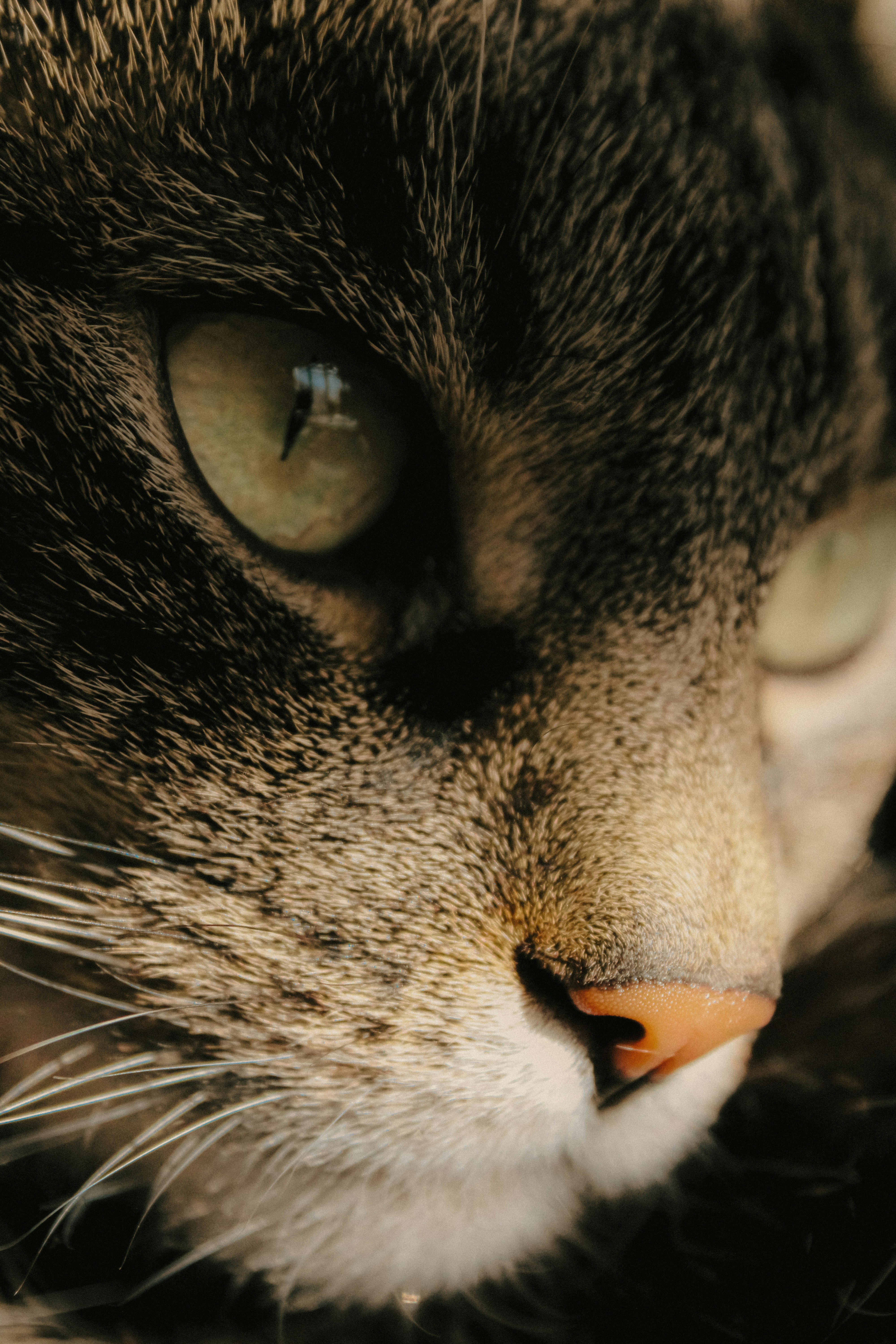 Photo by linusbelanger