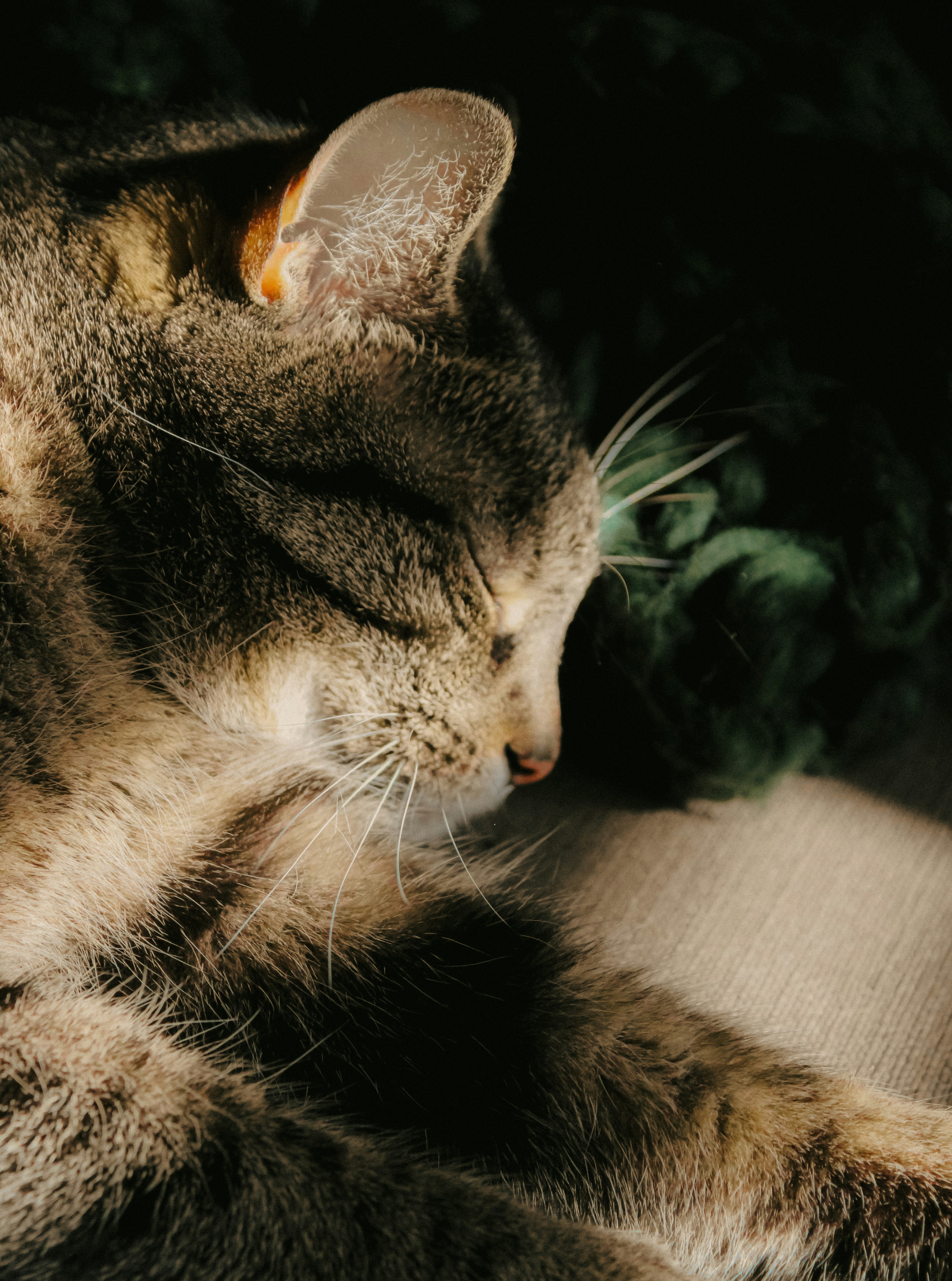 Photo by linusbelanger