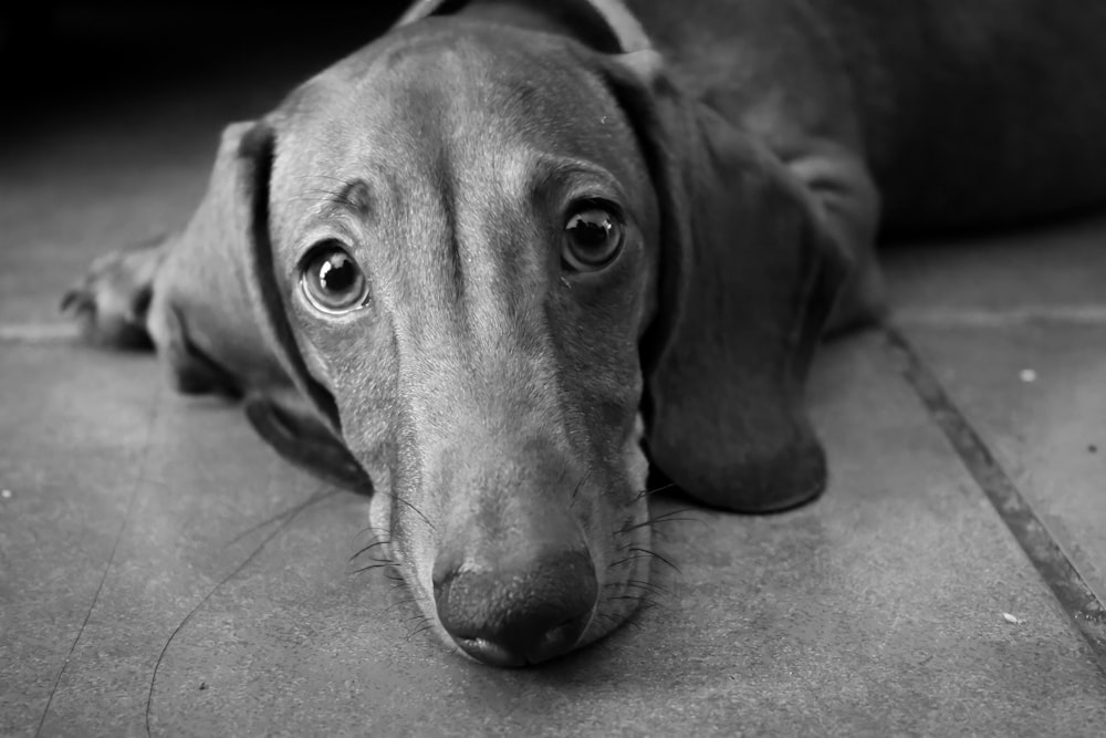 a close up of a dog laying on the ground