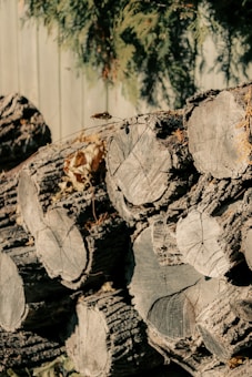 A stack of cut tree logs piled together against a backdrop of a wooden fence and dense green foliage. The logs display rough, textured bark with visible rings on the cut ends. Some dried leaves and twigs are scattered among the logs, and shadows play across the scene, adding depth.
