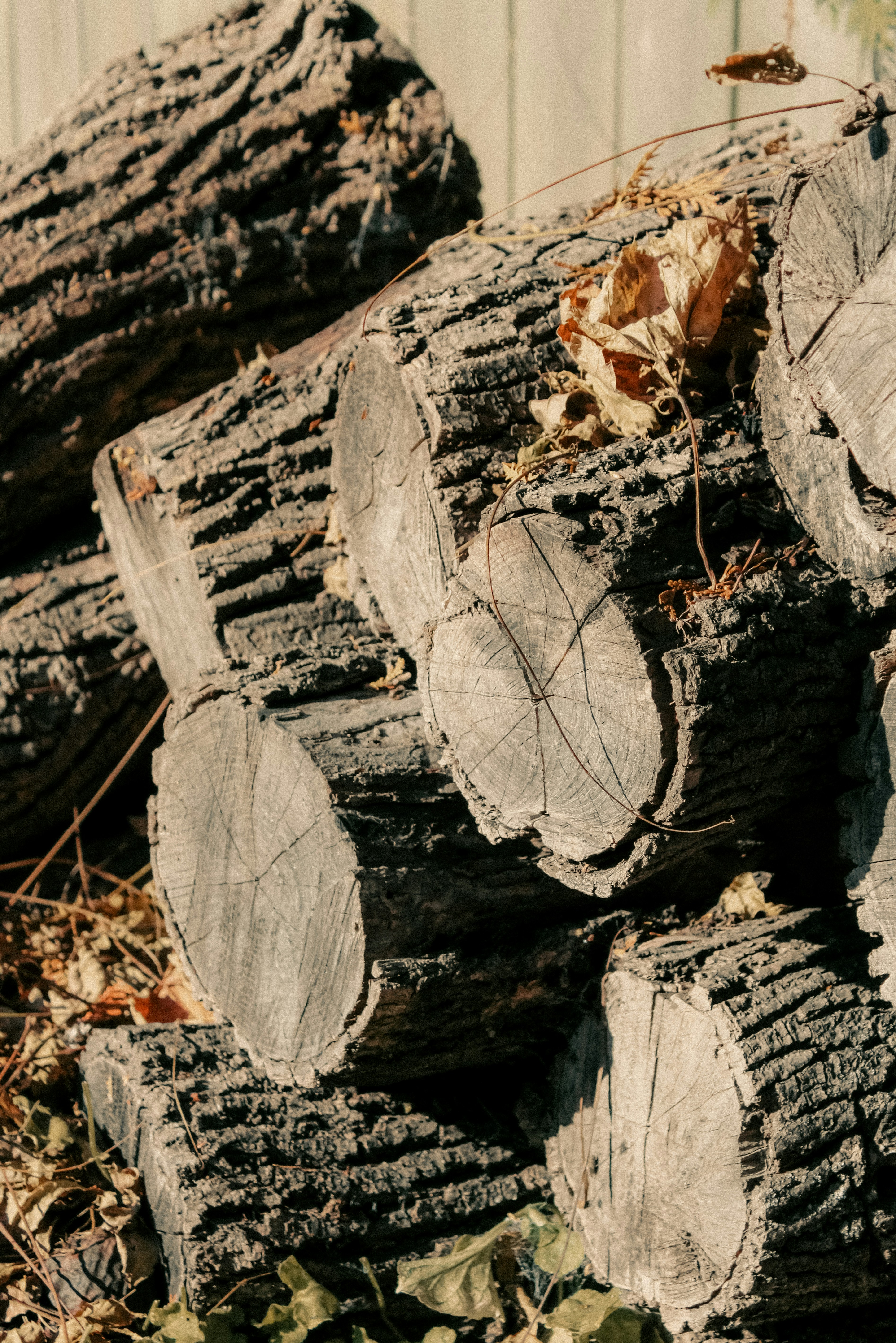 Photo by linusbelanger