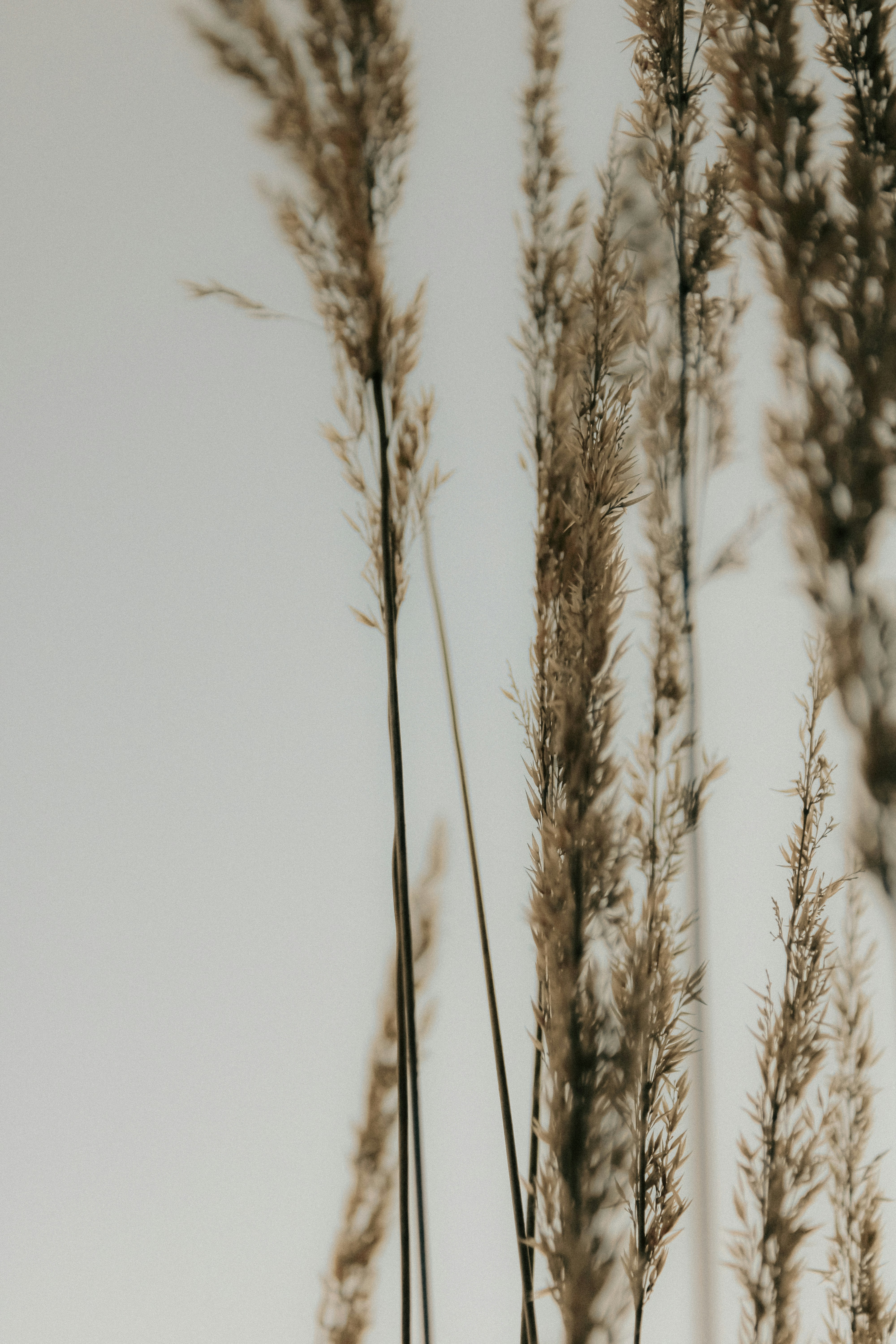 Photo by linusbelanger