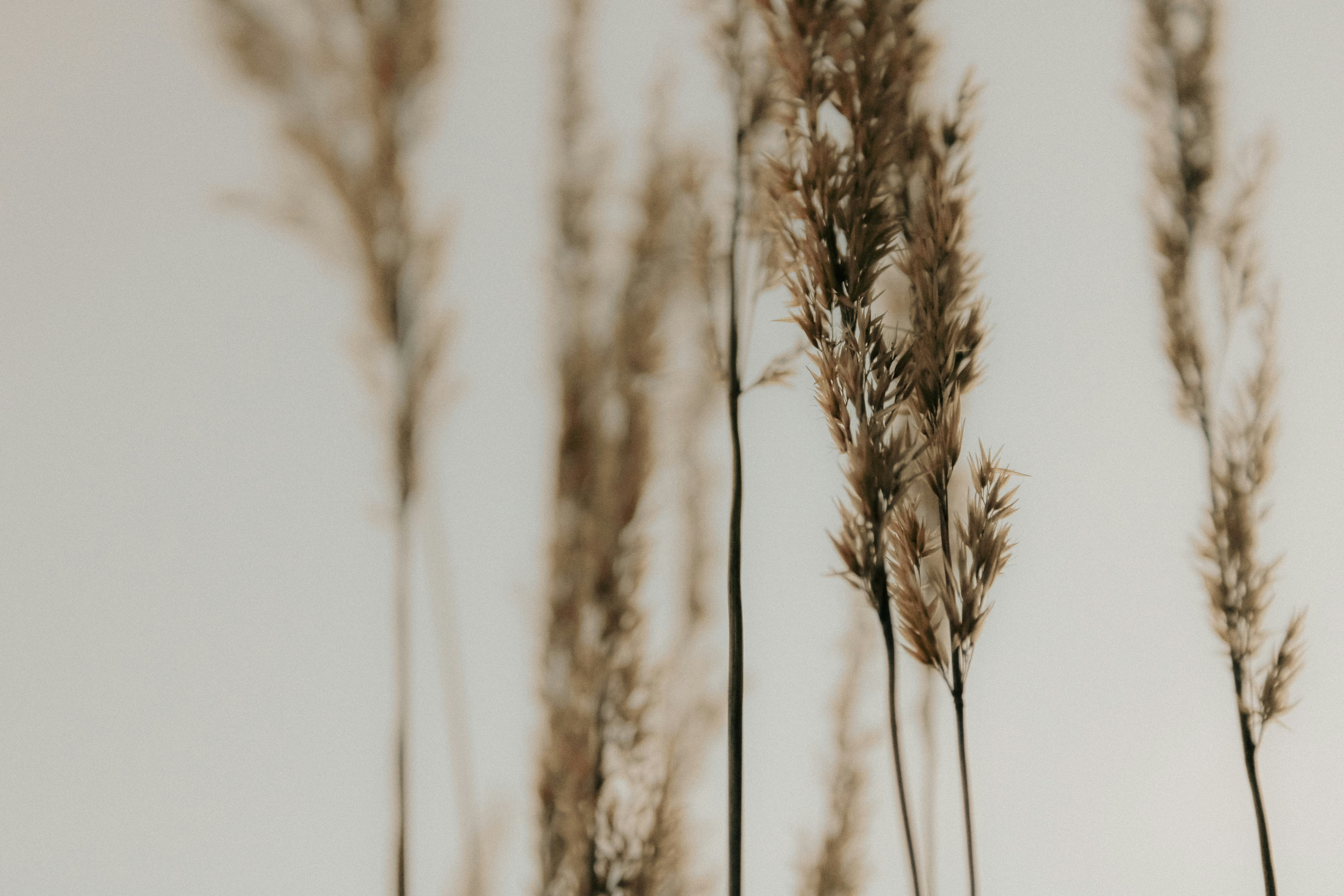 Photo by linusbelanger