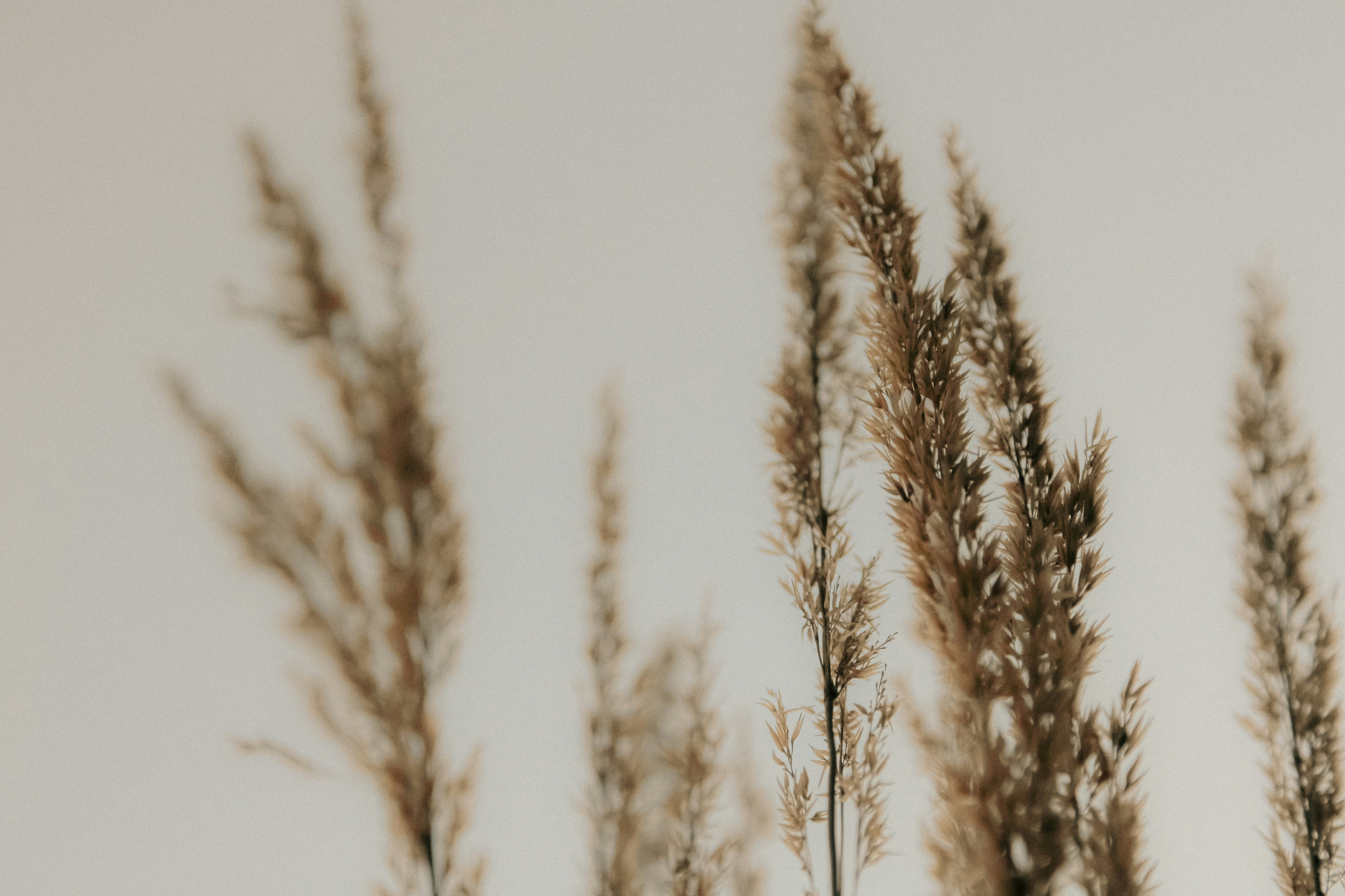 Photo by linusbelanger