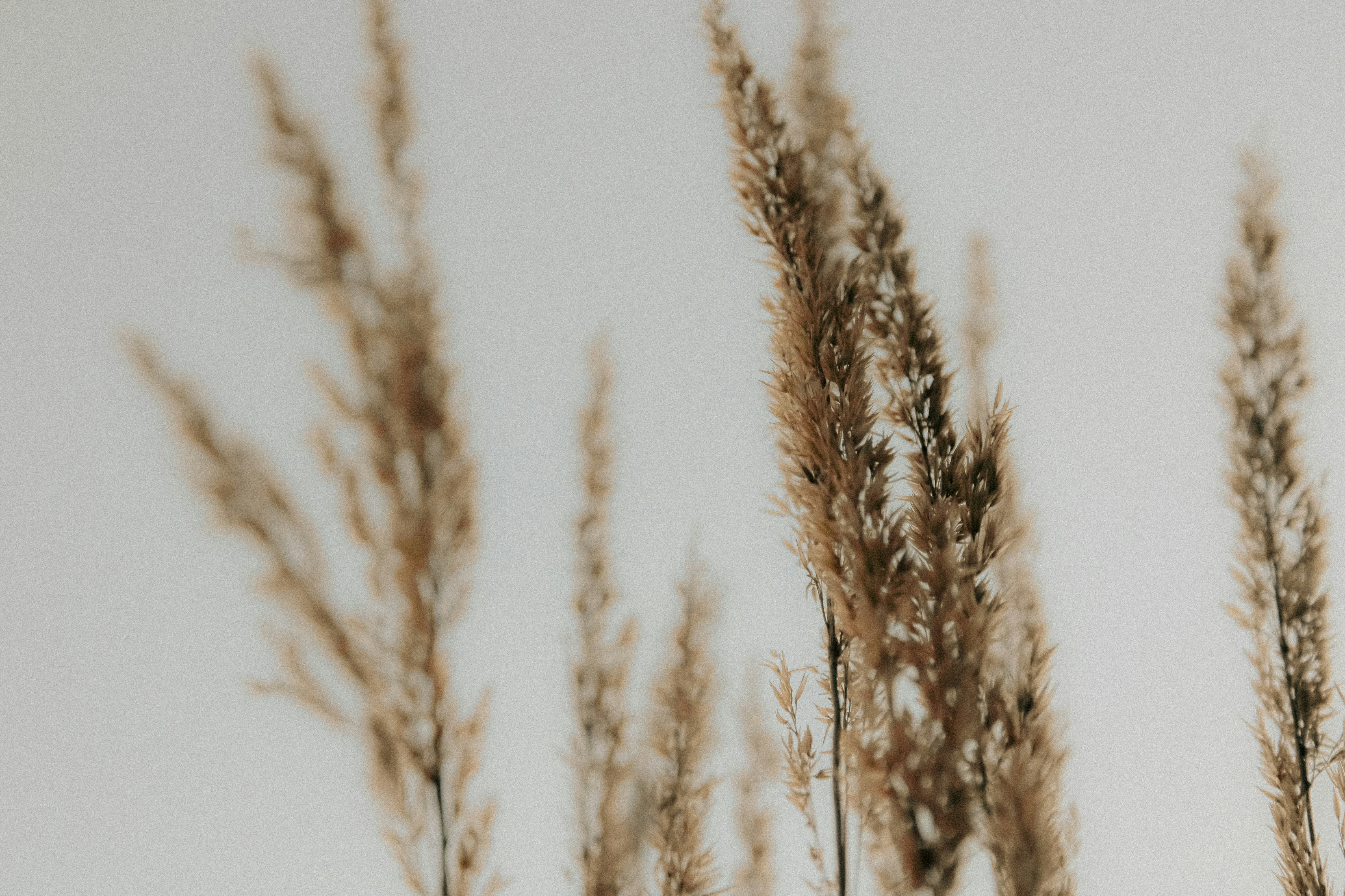 Photo by linusbelanger