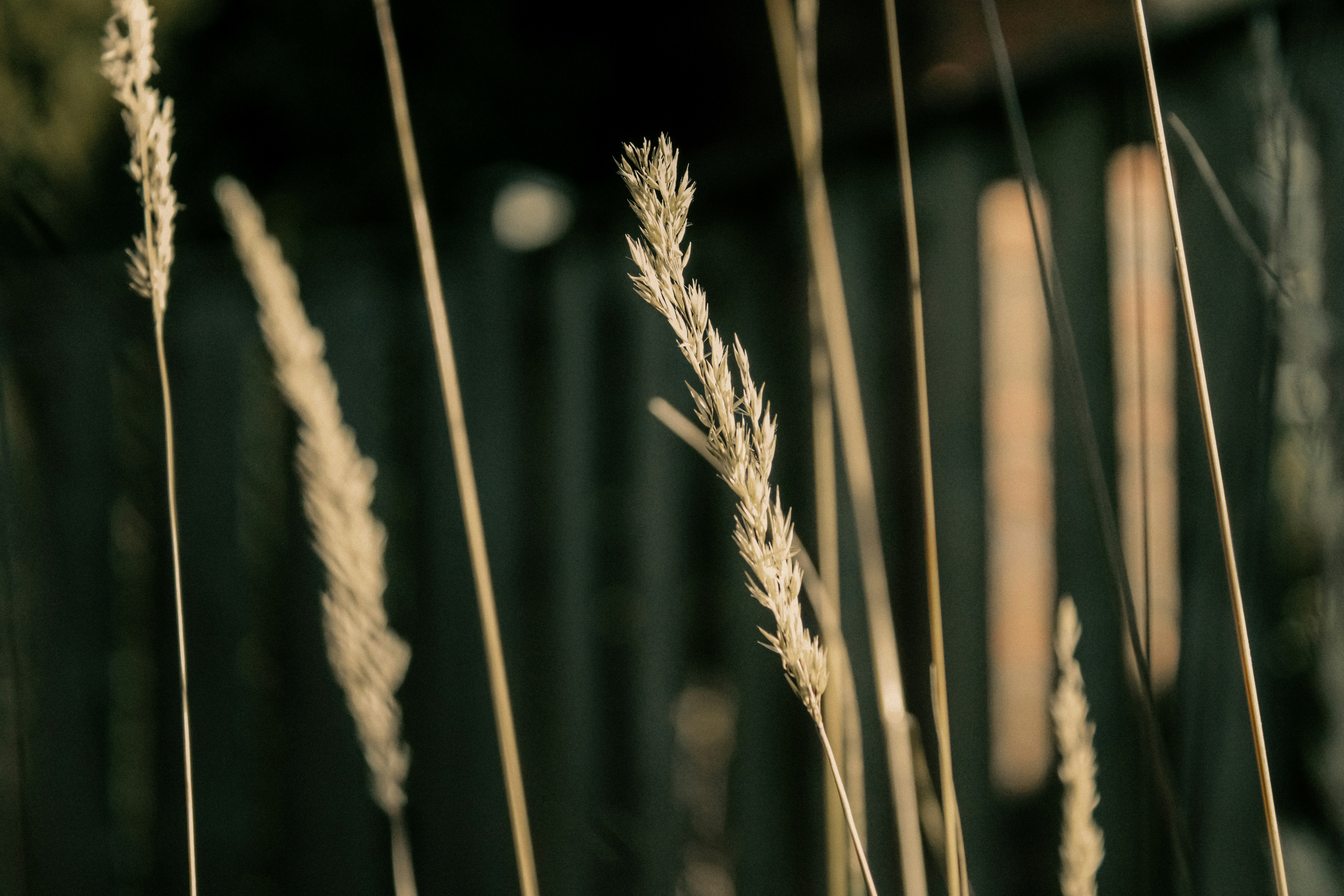 Photo by linusbelanger