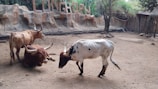 Three longhorn cattle are in an enclosure with rocky walls and natural vegetation. One brown longhorn is lying on the ground, while another stands next to it. The third cattle, white with black spots, is walking nearby. The background features a wooden sign that reads 'LONGHORN'.