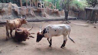 Three longhorn cattle are in an enclosure with rocky walls and natural vegetation. One brown longhorn is lying on the ground, while another stands next to it. The third cattle, white with black spots, is walking nearby. The background features a wooden sign that reads 'LONGHORN'.
