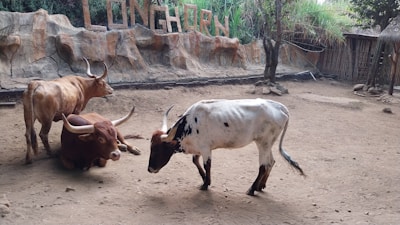 Three longhorn cattle are in an enclosure with rocky walls and natural vegetation. One brown longhorn is lying on the ground, while another stands next to it. The third cattle, white with black spots, is walking nearby. The background features a wooden sign that reads 'LONGHORN'.