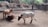 Three longhorn cattle are in an enclosure with rocky walls and natural vegetation. One brown longhorn is lying on the ground, while another stands next to it. The third cattle, white with black spots, is walking nearby. The background features a wooden sign that reads 'LONGHORN'.