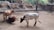 Three longhorn cattle are in an enclosure with rocky walls and natural vegetation. One brown longhorn is lying on the ground, while another stands next to it. The third cattle, white with black spots, is walking nearby. The background features a wooden sign that reads 'LONGHORN'.