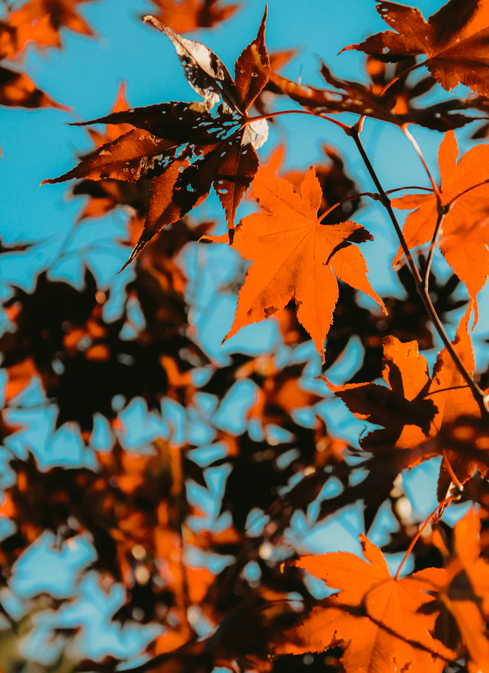 Close-up view of tree branch with orange leaves against clear blue sky